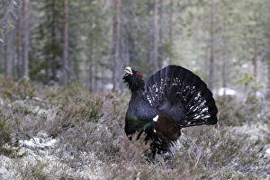 Images Dated 1st May 2007: Capercaillie - male displaying. Kuhmo - Finland