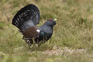 February Prints: Capercaillie - male displaying - Scotland