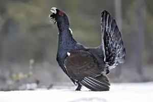 Capercaillies Prints: Capercaillie - male displaying in snow. Kuhmo - Finland