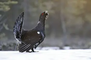 Capercaillie - male displaying in snow. Kuhmo - Finland