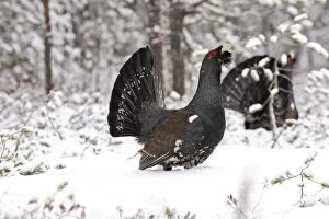 Images Dated 4th May 2007: Capercaillie - male displaying in snow. Kuhmo - Finland