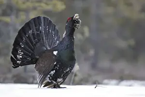 Capercaillie - male displaying in snow. Kuhmo - Finland