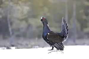 Capercaillie - male displaying in snow. Kuhmo - Finland