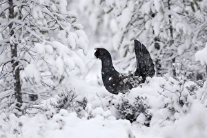 Images Dated 2nd May 2007: Capercaillie - male displaying in snow. Kuhmo - Finland