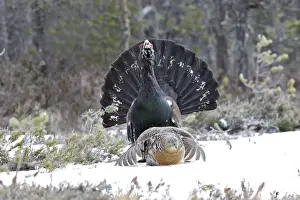Capercaillie - male & female mating - courtship. Kuhmo - Finland