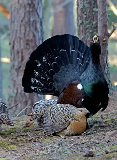 Couples Prints: Capercaillie male & Hen Displaying On Lek in old Caledonian pine forest. Scotland UK