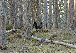 Capercaillie - male & Hens Displaying On Lek in old Caledonian pine forest
