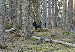 Capercaillie male & Hens Displaying On Lek in old Caledonian pine forest. Scotland UK