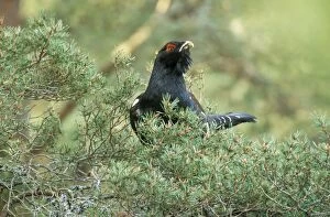 Images Dated 19th January 2005: Capercaillie Male in tree