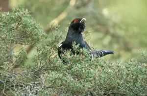 Capercaillie Male in tree