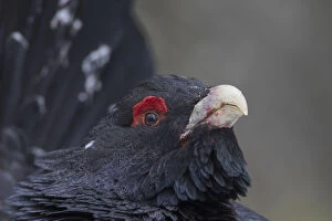 Capercaillie - portrait of displaying cock - Dalarna, Sweden