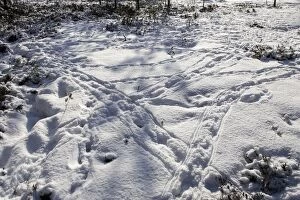 Images Dated 4th May 2007: Capercaillie - tracks in snow. Kuhmo - Finland