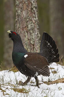 Grouse Gallery: Capercaillie - young cock displaying - Dalarna, Sweden