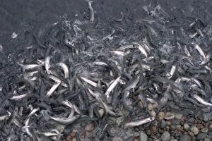 Images Dated 12th July 2007: Caplin / capelin rolling on Newfoundland beach