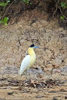 Images Dated 16th October 2014: Capped Heron adult Pantanal area Mato Grosso Brazil
