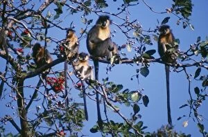 Images Dated 25th June 2007: Capped Langur Monkey Manas National Park, Tiger Reserve, Assam, India