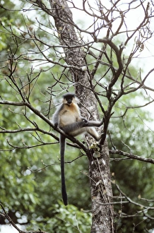 Images Dated 25th June 2007: Capped Langur Monkey Manas National Park, Tiger Reserve, Assam, India
