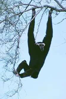 CAPPED / PILEATED GIBBON - hanging in tree