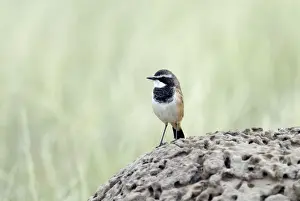 Wheatear Prints: Capped Wheatear - On termite mound