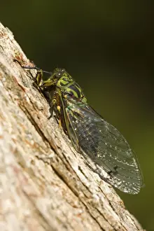 Cicada Prints: Captain Cook Cicada colourful cicada sitting at tree trunk chirping loudly Kaitoke Regional Park