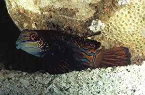 Caption The striking colours and markings of the mandarinfish (Synchiropus splendidus) make it one of the most highly prized species for home aquariums. Great Barrier Reef, Australia. Aquarium shot