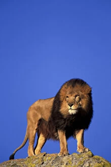 Captive African Lion (Panthera leo)