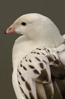 A captive Andean Goose (Chloephaga Melanoptera)