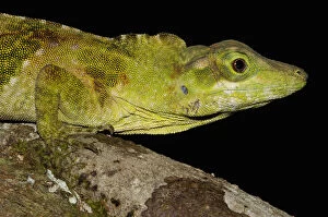 Images Dated 18th June 2010: Captive Anole Lizard (Anolis princeps)