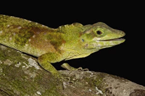 A captive Anole Lizard (polychrotidae, Anolis)