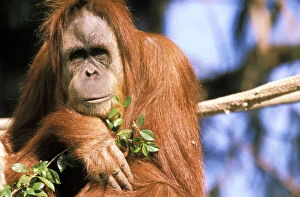 Images Dated 3rd March 2009: Captive orangutan, or pongo pygmaeus