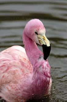 A captive photo of a Andean Flamingo (Phoenicoparrus)