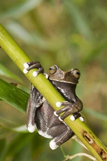 Images Dated 18th June 2010: Captive Tapichalaca Tree Frog (Hyloscirtus)