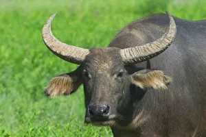 Buffalo Collection: Captive Water (Swamp) Buffalo Rural Katherine, Northern Territory, Australia