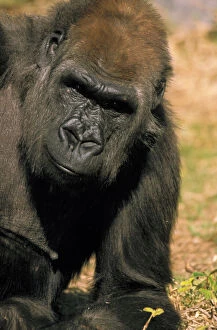 Images Dated 3rd March 2009: Captive western lowland gorilla