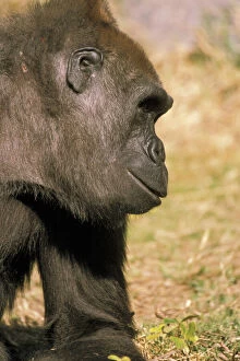 Images Dated 3rd March 2009: Captive western lowland gorillas, or gorilla