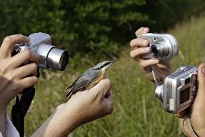 Images Dated 4th August 2005: Capture Nuthatch - being photgraphed
