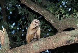 Images Dated 2nd November 2005: Capuchin Monkey