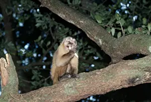 Capuchin Monkey