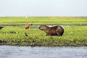 Images Dated 27th February 2010: Capybara