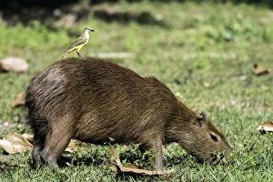 Images Dated 11th August 2013: Capybara adult feeding on grass