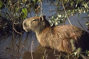 Capybara - adult female