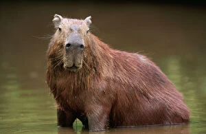 Hairy Gallery: CAPYBARA - adult male cooling down in water
