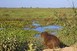 Images Dated 9th July 2010: Capybara - adult sitting on the edge of one of