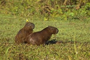 Capybara and Cattle Tyrant / Machetornis rixosa