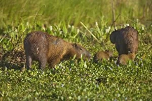 Capybara - family consisting of two adults and