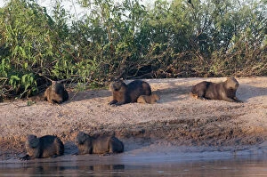 Capybara family resting on the beach of