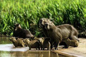 New images january, capybara family river