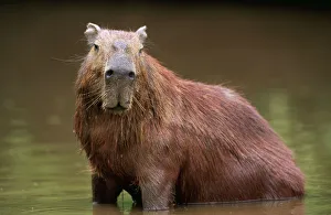 Temperature Control Collection: Capybara FG 9571 Adult male cooling down, South America Venezuela Hydrochaeris Hydrochaeris ©