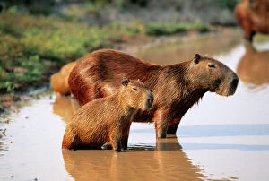 Mothers Collection: Capybara FG 9573 Mother and young, S. America, Venezuela Hydrochaeris hydrochaeris © Francois