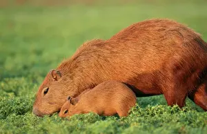 Grazing Prints: Capybara FG 9581 Mother & Baby grazing
